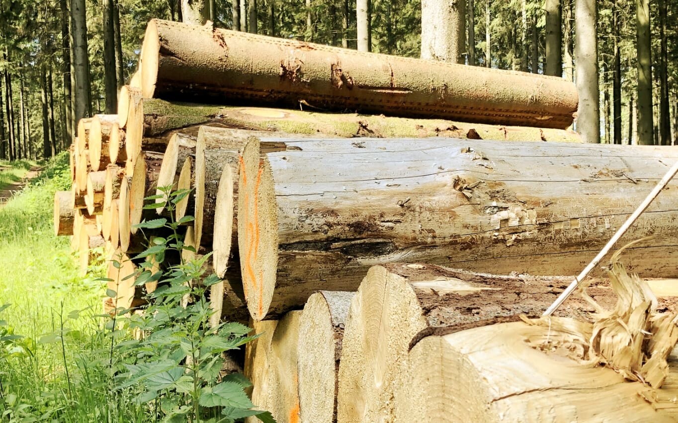 forstwirtschaft_rechts